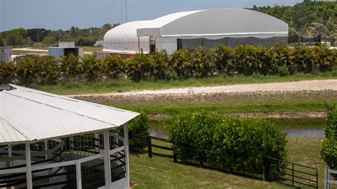 tufos gratis telegram|Wellington rancher, Bellissimo's son fight over tons of horse manure.